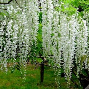 Vistéria kvetnatá (Wisteria floribunda) ´LONGISSIMA ALBA´ - výška 180-200 cm, kont. C3L